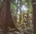 Venezuela inicia inventario forestal